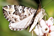 Rhynchota Carpet Moth (Chrysolarentia rhynchota)